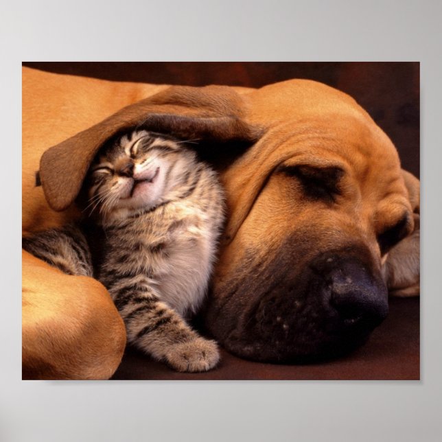 Hund & Kitten Poster (Framsidan)