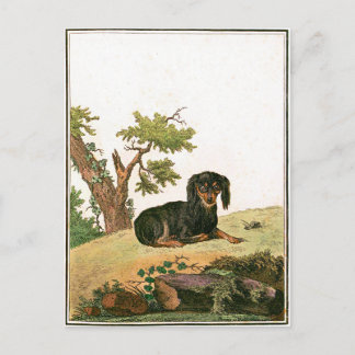 Hund - kontinental leksakSpaniel Vykort