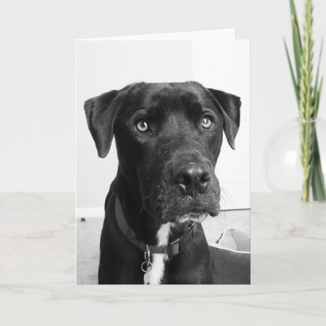 Hund Kort (Framsida)