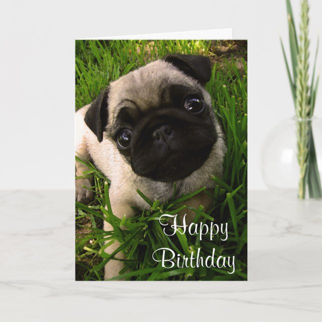 Hund-kort för Grattis på födelsedagen Pug Puppy Kort (Framsida)