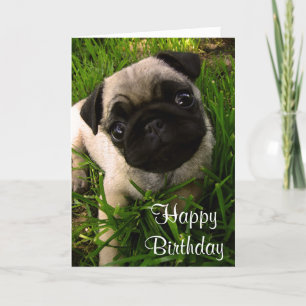 Hund-kort för Grattis på födelsedagen Pug Puppy Kort