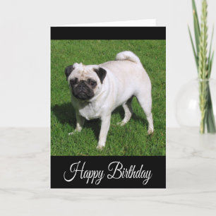 Hund-kort för Grattis på födelsedagen Pug Puppy Kort
