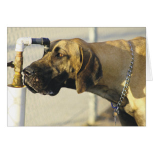Hund-kort - Great dane OBS Kort
