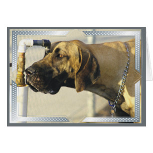 Hund-kort Great dane OBS Kort