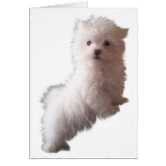 Hund-kort Hälsningskort