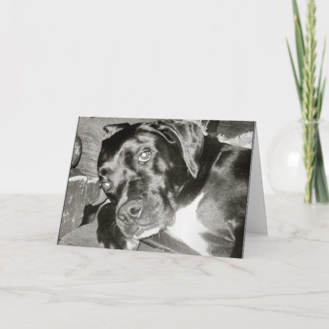 Hund-kort Kort (Framsida)