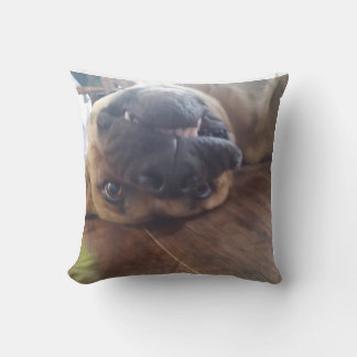 hund kudde