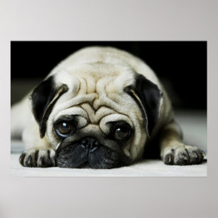 Hund ledsen Pug Puppy Poster