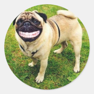 hund leende pug runt klistermärke