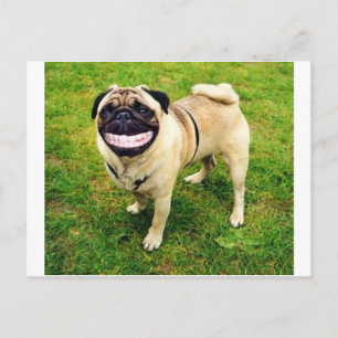 hund leende pug vykort
