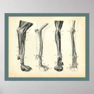 Hund Leg Bones Muscles Veterinary Anatomy Print Poster