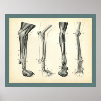 Hund Leg Bones Muscles Veterinary Anatomy Print Poster