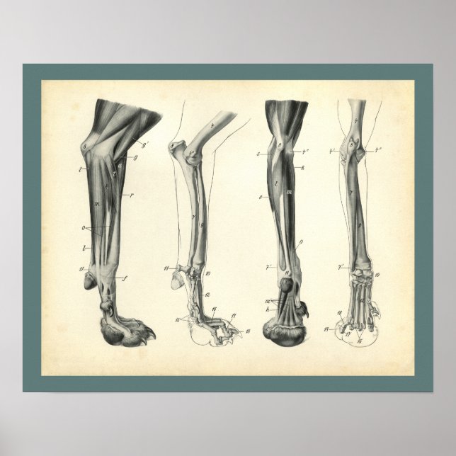 Hund Leg Bones Muscles Veterinary Anatomy Print Poster (Framsidan)