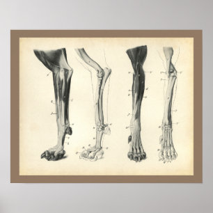 Hund Leg Bones Muscles Veterinary Anatomy Print Poster