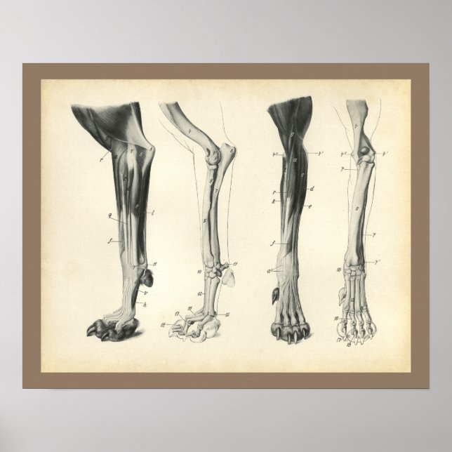 Hund Leg Bones Muscles Veterinary Anatomy Print Poster (Framsidan)