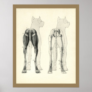 Hund Leg Skeleton Muscle Anatomy Print Poster