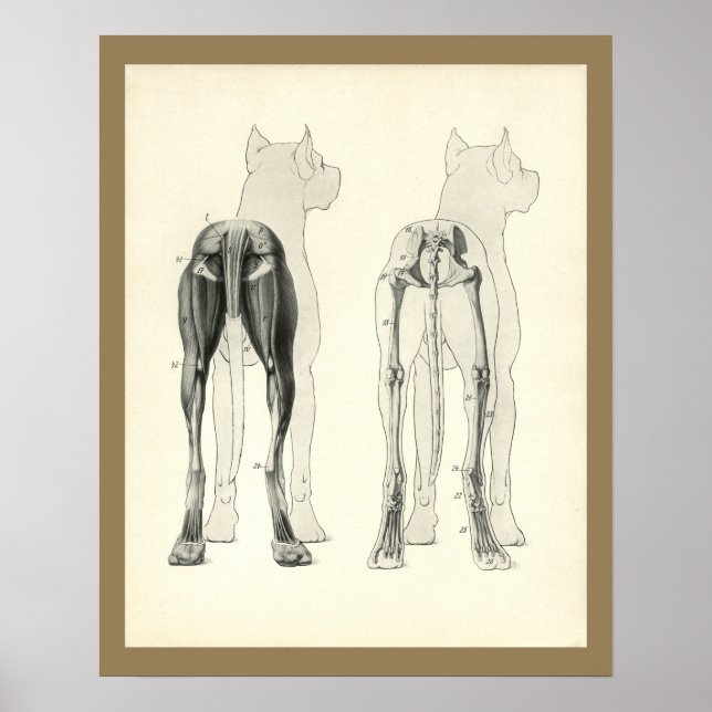 Hund Leg Skeleton Muscle Anatomy Print Poster (Framsidan)