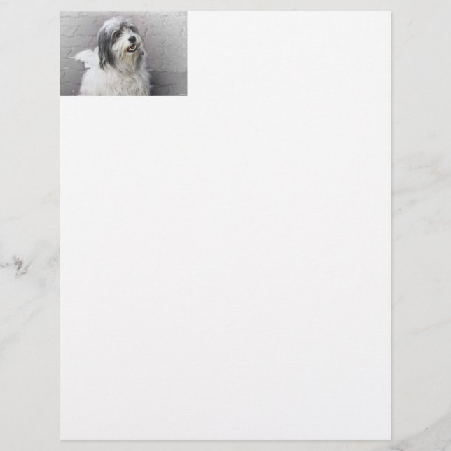 Hund Letterhead (Framsida)