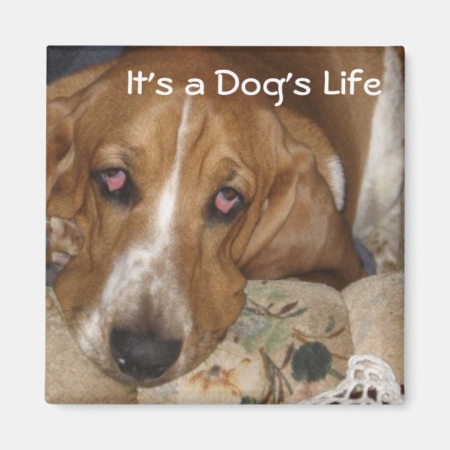 Hund liv magnet (Framsidan)