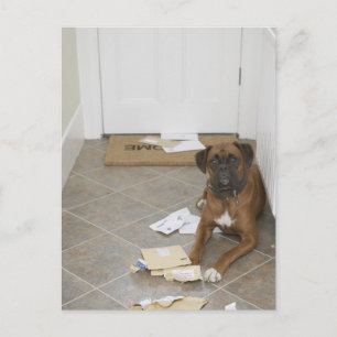 Hund ljugande efter dörrmatta och tuggad post vykort