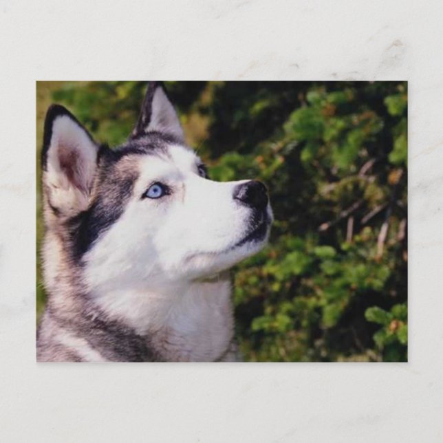 Hund Lookin uppåt Vykort (Framsida)