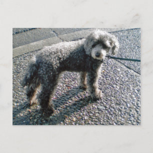 Hund Louis Postcard Vykort