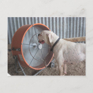 Hund- Lovning Vykort