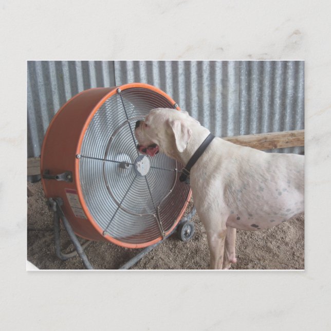 Hund- Lovning Vykort (Framsida)
