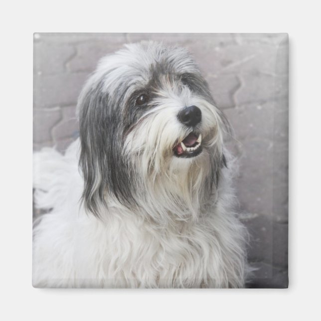 Hund Magnet (Framsidan)