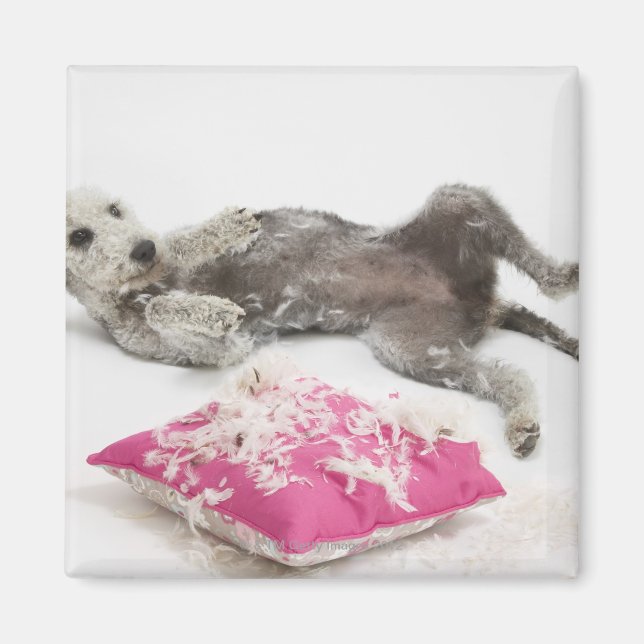 Hund Magnet (Framsidan)