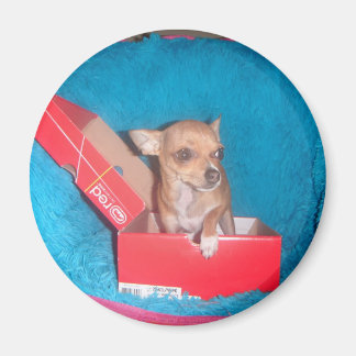 Hund magnet