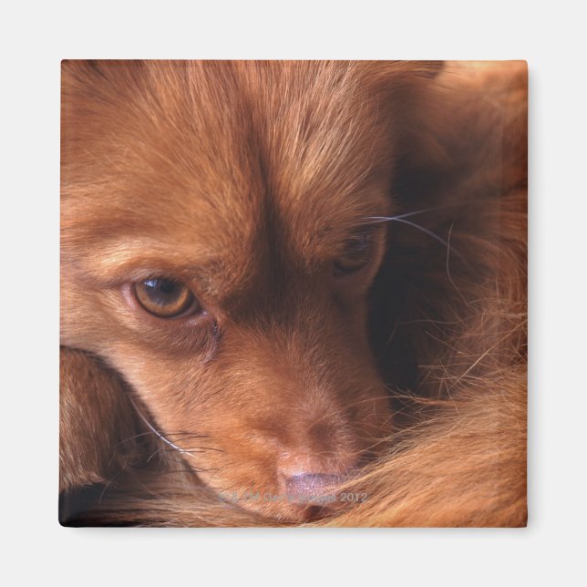 hund magnet (Framsidan)