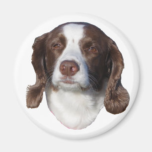 Hund magnet
