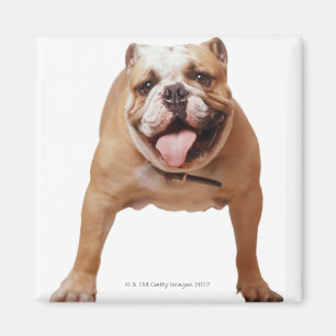 , hund magnet