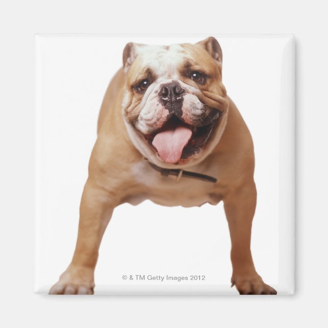 ,hund magnet (Framsidan)
