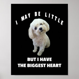 Hund maltesisk liten maltesisk Hund design Funny Q Poster