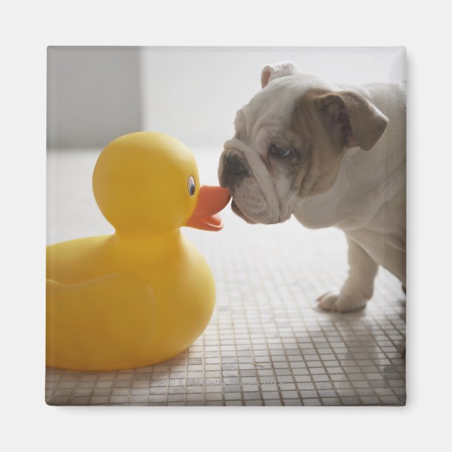 Hund med anka av plast magnet (Framsidan)