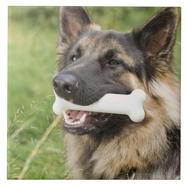 Hund med ben kakelplatta (Framsidan)