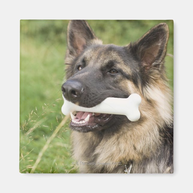 Hund med ben magnet (Framsidan)