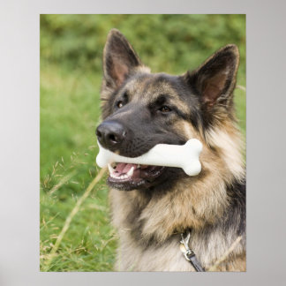 Hund med ben poster