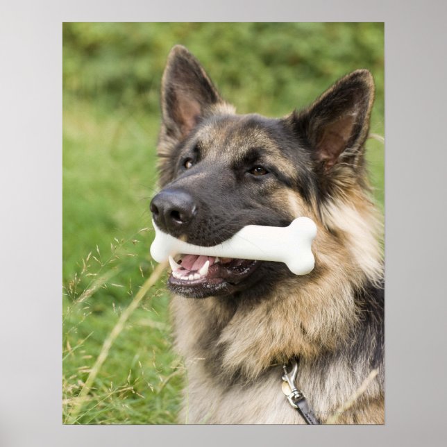 Hund med ben poster (Framsidan)