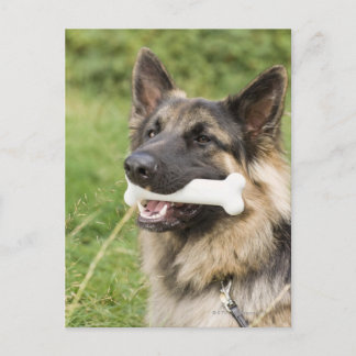 Hund med ben vykort