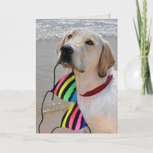 hund med bikini-topp på födelsedagen kort