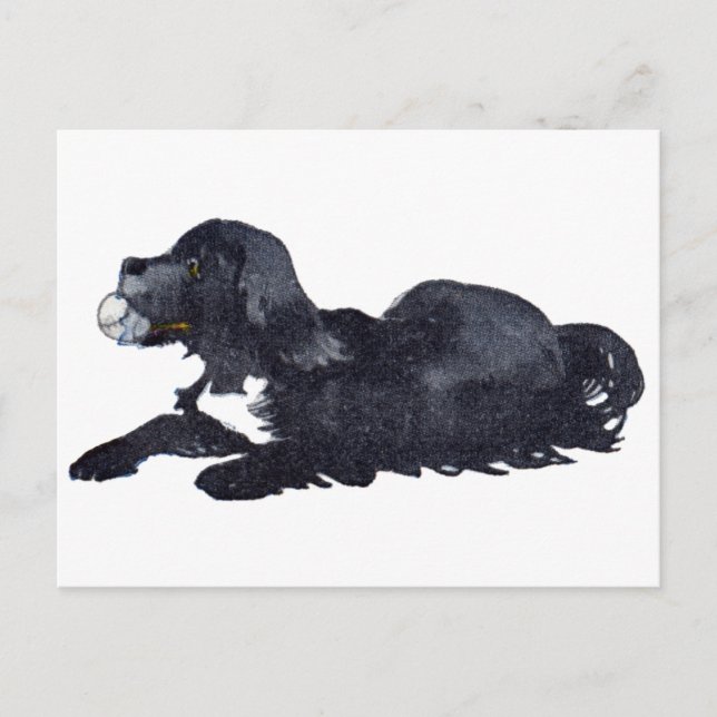 Hund med Boll vill spela upp fetch Vykort (Framsida)