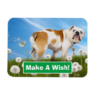 Hund med Dandelion Magnet