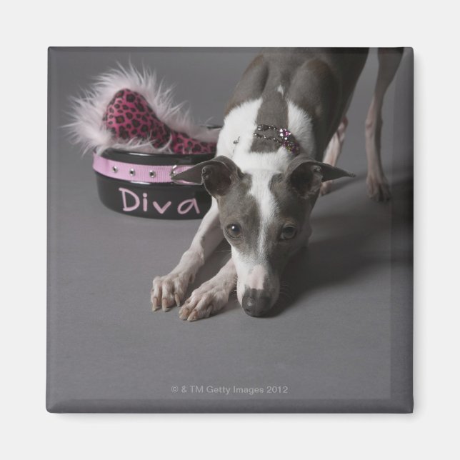 Hund med divskål, sniffande golv magnet (Framsidan)