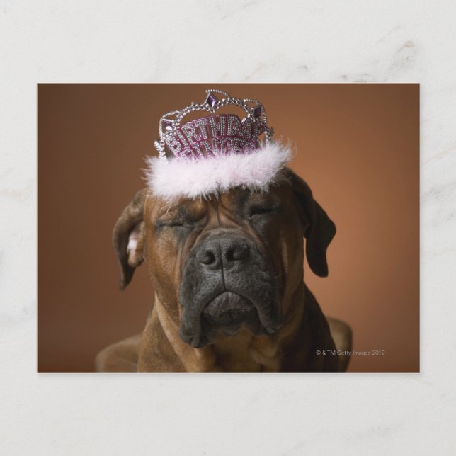 Hund med födelsedag krona på huvudet vykort (Framsida)