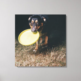 Hund med Frisbee i munnen Canvastryck