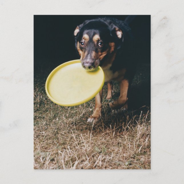 Hund med frisbee i munnen vykort (Framsida)