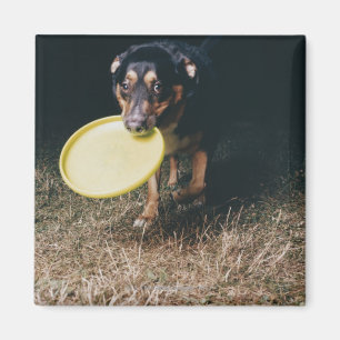 Hund med frisbeen i mun magnet